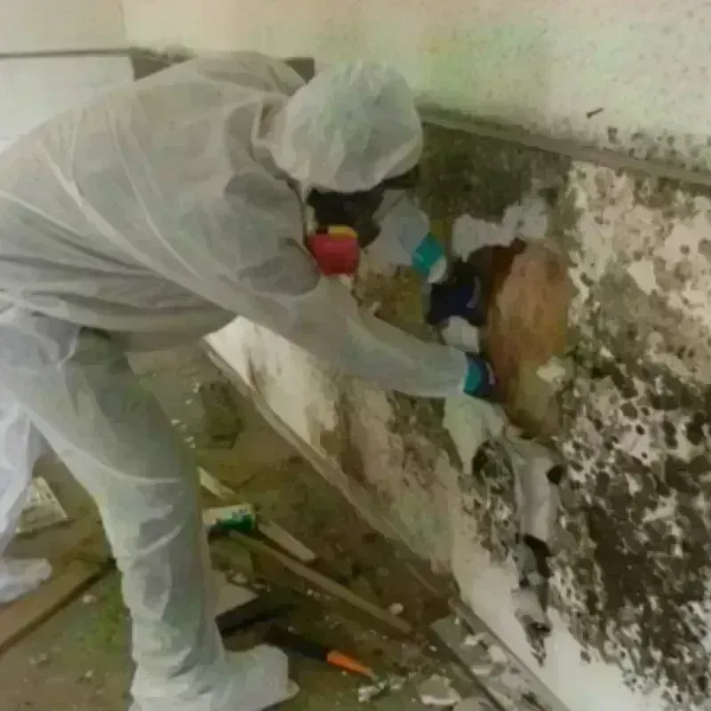 Best Mold Remediation and Removal Service in Paramus, NJ